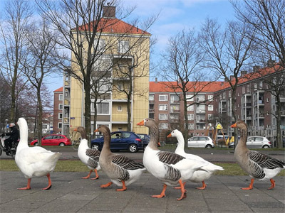nieuw-west