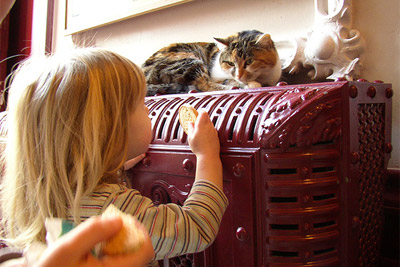 kattenkabinet