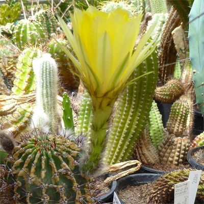 botanische tuin